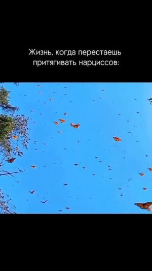 Как выглядит жизнь после исцеления от нарциссов?