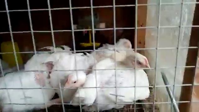 Скоро будем кушать бройлеров ! смотреть онлайн