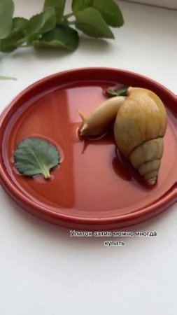 Нужно ли поить улитку?
