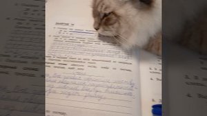 Как я делаю летние задания