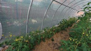 Денег всего полмешка осталось