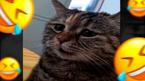 ВОТ ГЛУПЫЕ КОТЫ! СМЕШНЫЕ ВИДЕО С ЖИВОТНЫМИ! ПОПРОБУЙ НЕ ЗАСМЕЯТЬСЯ 😂