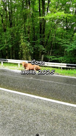 Сочи. Июнь 2025