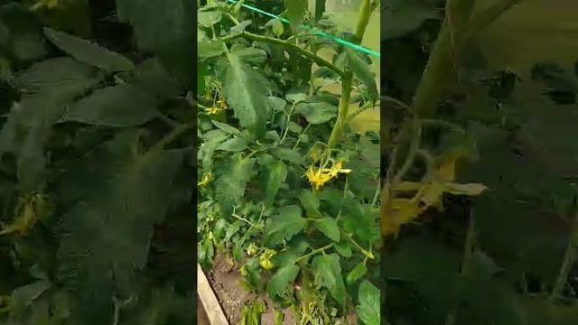 обзор на парник🍅