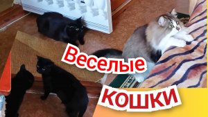 Веселые кошки.