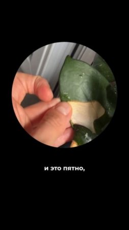 Что делать, если растение подгорело на солнце?
