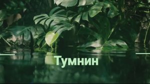 Тумнин июнь 2025