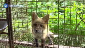 Лисы и норки: как дикие звери становятся домашними любимцами?