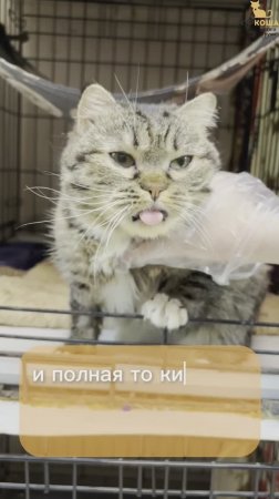 Февралинка ждёт вас в приюте #Муркоша