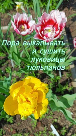 Пора выкапывать тюльпаны!!!