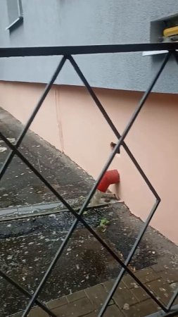 Даже в Дождь нет Кефа