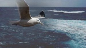 Пою Над волнами вьется, чайка одиноко Мэри Сказ 
Акапелла