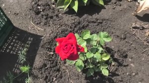 Корнесобственная красная роза зацвела