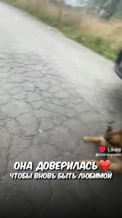 очень жалко собаку