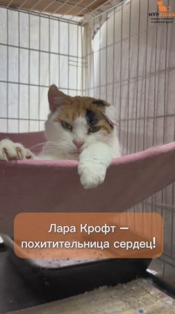 Лара Крофт ждёт вас в приюте #Муркоша