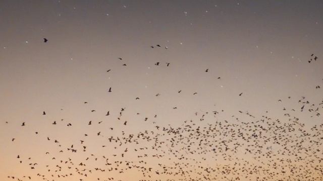 Птицы-путешественники покорители небесных просторов