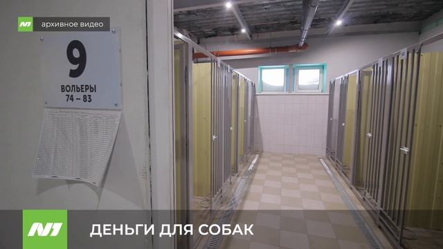 Администрация Нижневартовска выделила миллионы на бездомных собак