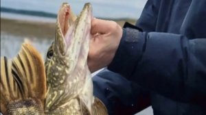 Щука с каждого заброса!!! #fishing #рыбалка #рыбалканаозере #рекомендации #music