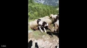 Самые смешные видео С ЖИВОТНЫМИ 2025 Года, которые определенно скрасят Ваш День