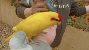 Сестрёнки - чемпионки в зооцентре "Попугайня".