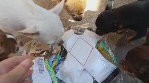 Как же они любят подарки, мне кажется больше чем люди.