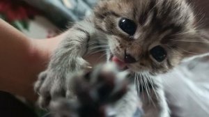 КОТЁНОК
