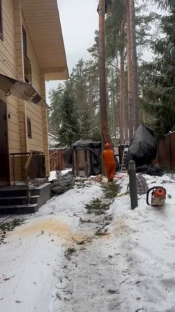Спил сосны с завешиванием частей дерева