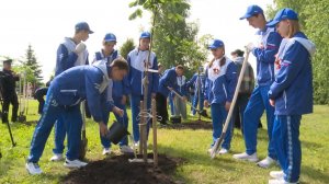 В Ярославле появилась каштановая аллея