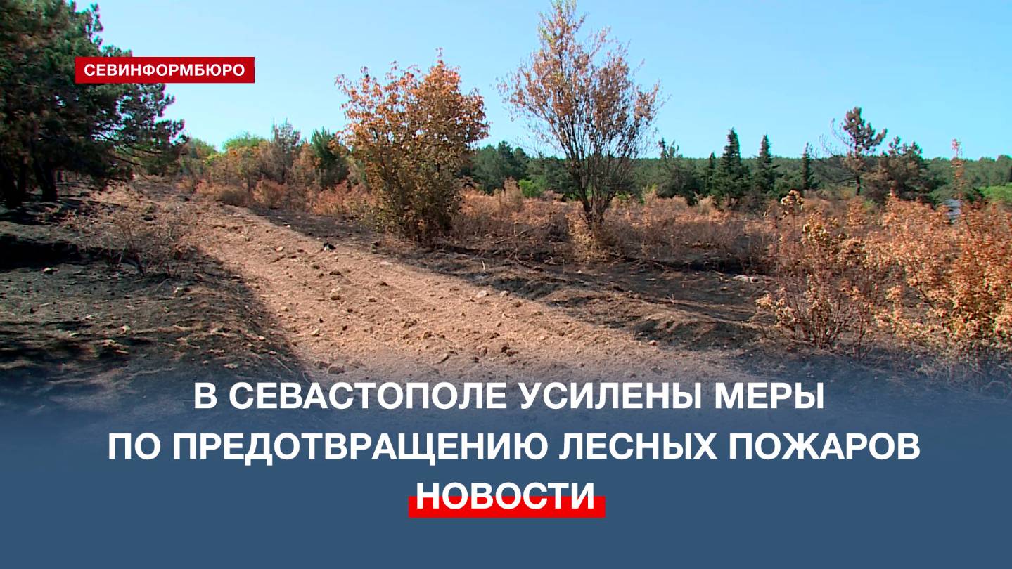 Лес под особым контролем: в Севастополе усилены меры по предотвращению лесных пожаров