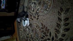 Мой любимый котик Атос