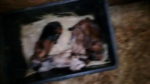 Англо нубийская коза и козлята