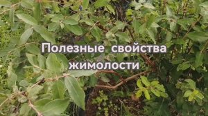 Почему жимолость?  Полезна не только ягода!