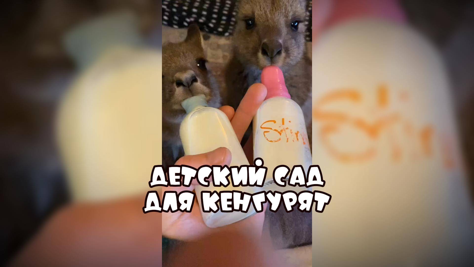 Детский сад для кенгурят #забавныеживотные #видеоподборка