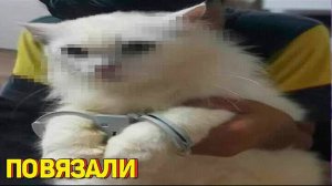 Я РЖАЛ ДО СЛЕЗ 😂 5 Минут ОТБОРНЫХ приколов 2025 Смешные видео - Лучшие ПРИКОЛЫ