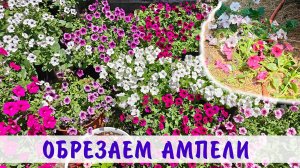 Когда и как обрезать ампельные петунии в горшках!