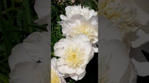 пион DREAM MIST