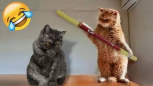 Смешные КОТЫ 2025  Лучшие приколы С КОТАМИ,🐺😈 Кошки,😈😸Животные, 😈😸Смешное видео 2025 (#3)