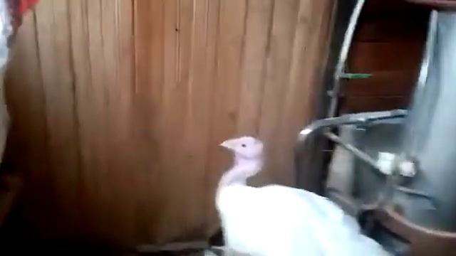 Индюшки смотреть онлайн