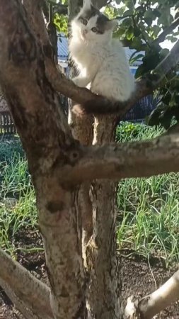 Котята на яблоне