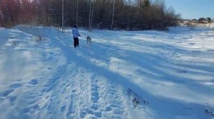 Обзор про Западно-Сибирских лаек  ||  Прогулка с Гюрзой