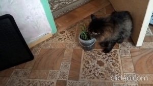 Кот Марс и безумные драки.