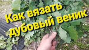 Как вязать дубовый веник.
