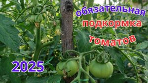 Чем необходимо подкормить томаты во время цветения и налива плодов.