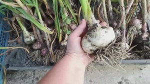 Помидоры страдают😎🍅 Цыплята переселились🐤🐥 Урожай чеснока 🧄Жизнь в своем доме в станице🏠