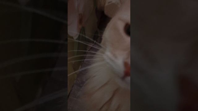 Как гладить кот 1 способ