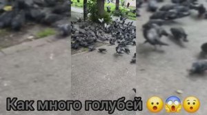 армия голубей 🤣🤣🤣