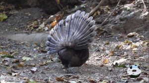 Серый павлиний фазан Polyplectron bicalcaratum