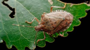 Тысячи гектаров сельхозугодий обработают спецсредством от клещей и мраморных клопов в Грузии