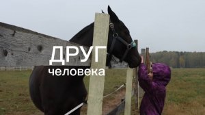 На одной волне. Конюшня.