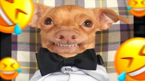 СМЕШНЫЕ ВИДЕО С СОБАКАМИ И КОТАМИ! ТЫ ТОЧНО ЗАСМЕЕШЬСЯ 😹